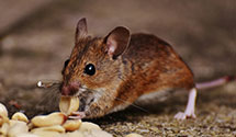 24 Hour & Emergency Exterminators in Rockville, MD
